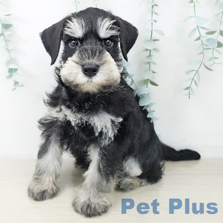 福島県のミニチュアシュナウザー (ペットプラス イオンタウン郡山店/2025年9月30日生まれ/男の子/ブラックシルバー)の子犬の1枚目の画像
