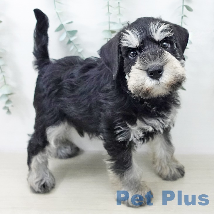 福島県のミニチュアシュナウザー (ペットプラス イオンタウン郡山店/2025年9月30日生まれ/男の子/ブラックシルバー)の子犬の2枚目の画像