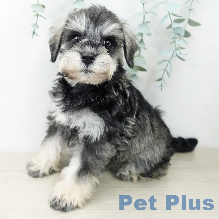 ミニチュア・シュナウザー