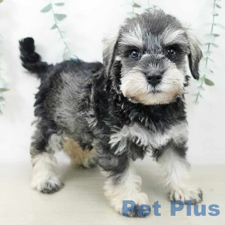 ミニチュア・シュナウザー