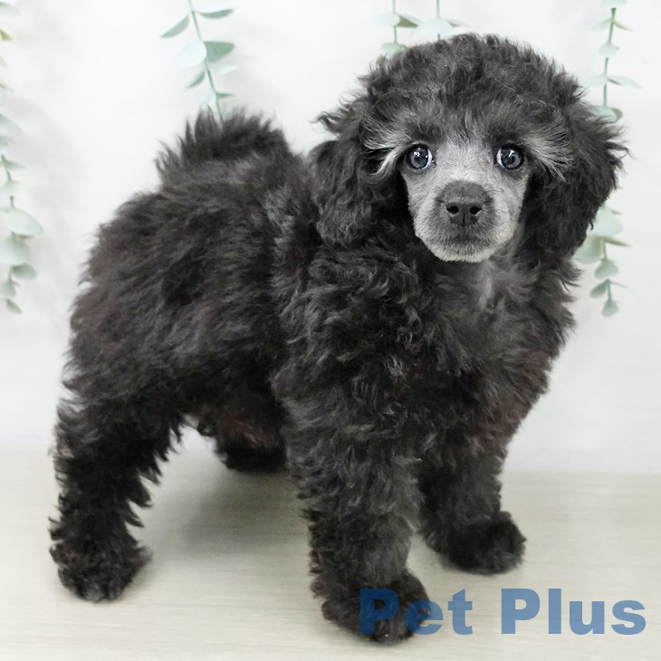 山梨県のトイプードル(トイ) (ペットプラス 甲府昭和店/2025年9月25日生まれ/男の子/シルバー)の子犬