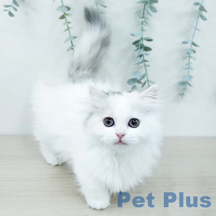 埼玉県のミヌエット (ペットプラス 浦和美園店/2025年9月14日生まれ/女の子/ダイリュートキャリコ)の子猫の1枚目の画像