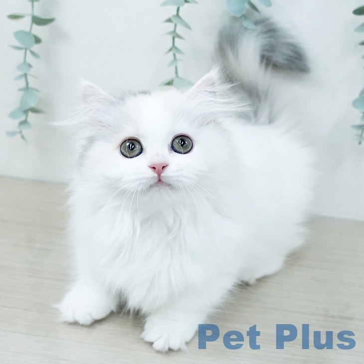 埼玉県のミヌエット (ペットプラス 浦和美園店/2025年9月14日生まれ/女の子/ダイリュートキャリコ)の子猫の2枚目の画像