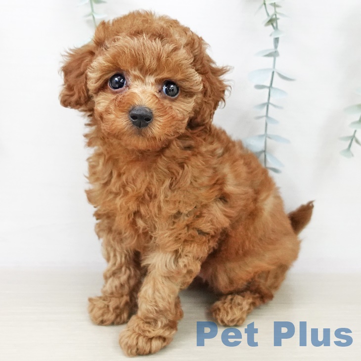 群馬県のトイプードル(トイ) (ペットプラス イオンモール太田店/2025年9月30日生まれ/女の子/レッド)の子犬の1枚目の画像