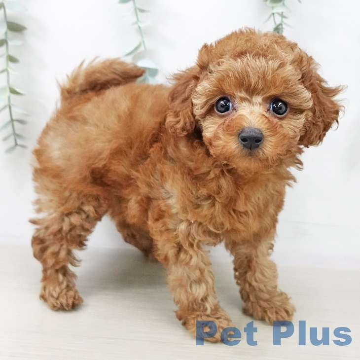 群馬県のトイプードル(トイ) (ペットプラス イオンモール太田店/2025年9月30日生まれ/女の子/レッド)の子犬の2枚目の画像