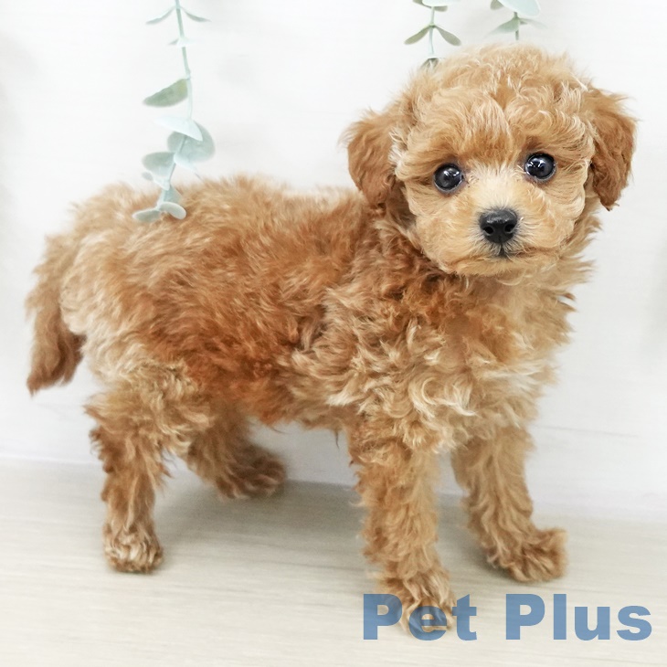 トイ・プードル