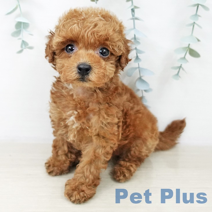 トイ・プードル