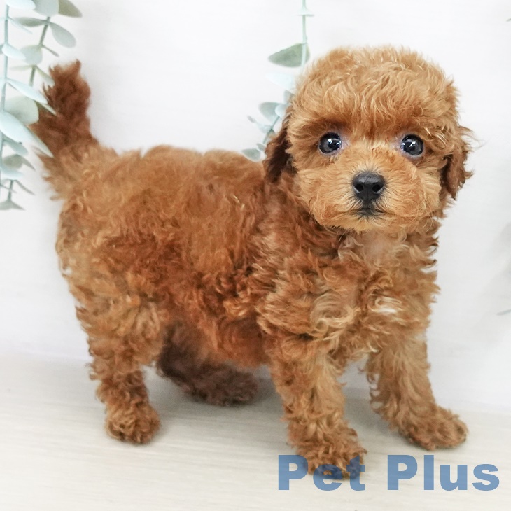 トイ・プードルの写真2