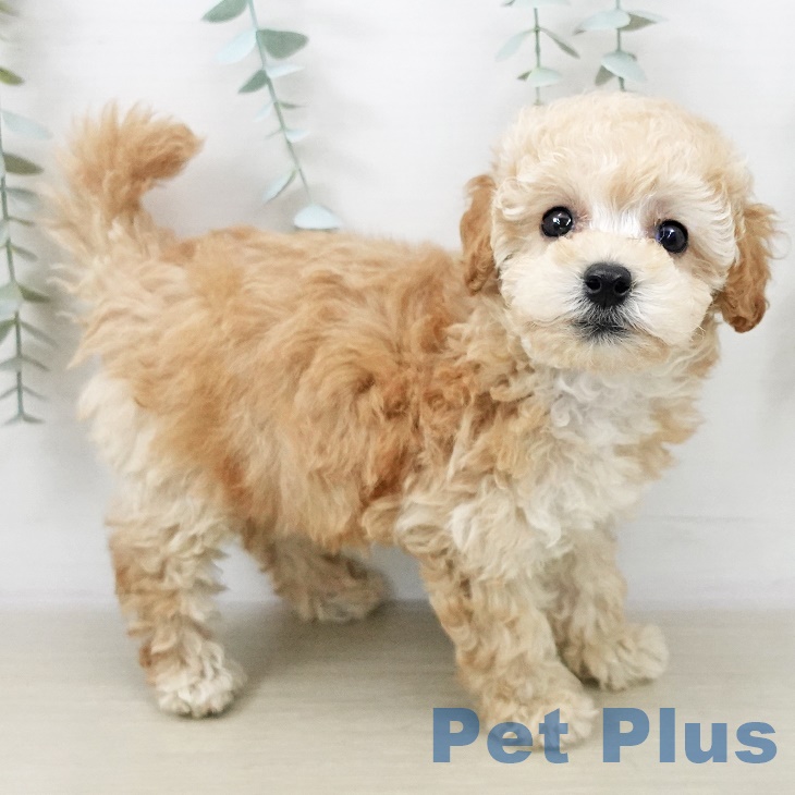 埼玉県のトイプードル(トイ) (ペッツワン 新座店/2025年10月1日生まれ/女の子/アプリコット)の子犬の1枚目の画像
