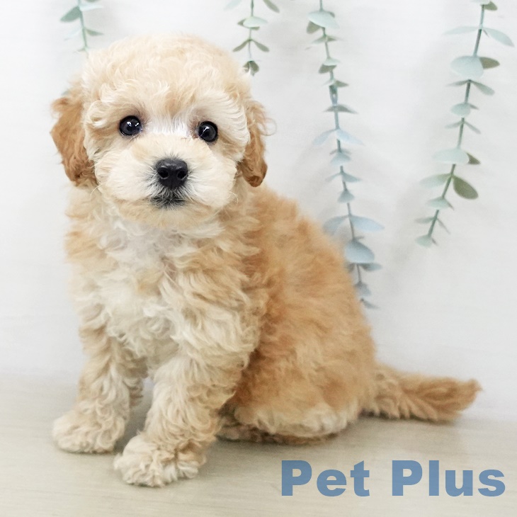 埼玉県のトイプードル(トイ) (ペッツワン 新座店/2025年10月1日生まれ/女の子/アプリコット)の子犬の2枚目の画像