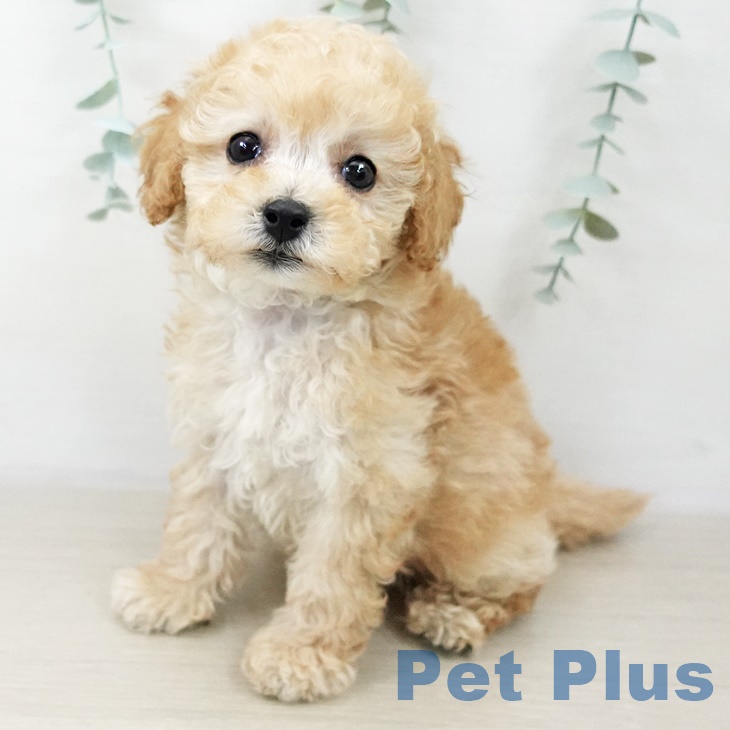 神奈川県のトイプードル(トイ) (ペットプラス 座間店/2025年10月1日生まれ/女の子/アプリコット)の子犬の1枚目の画像