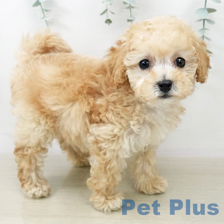 神奈川県のトイプードル(トイ) (ペットプラス 座間店/2025年10月1日生まれ/女の子/アプリコット)の子犬の2枚目の画像