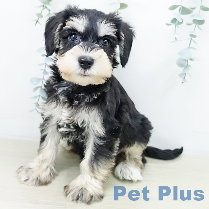 山梨県のミニチュアシュナウザー (ペットプラス 甲府昭和店/2025年9月30日生まれ/男の子/ブラックシルバー)の子犬の1枚目の画像