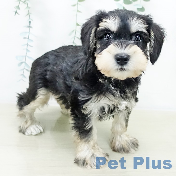 山梨県のミニチュアシュナウザー (ペットプラス 甲府昭和店/2025年9月30日生まれ/男の子/ブラックシルバー)の子犬の2枚目の画像