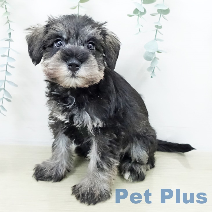 埼玉県のミニチュアシュナウザー (ペットプラス 羽生店/2025年9月30日生まれ/男の子/ソルトペッパー)の子犬