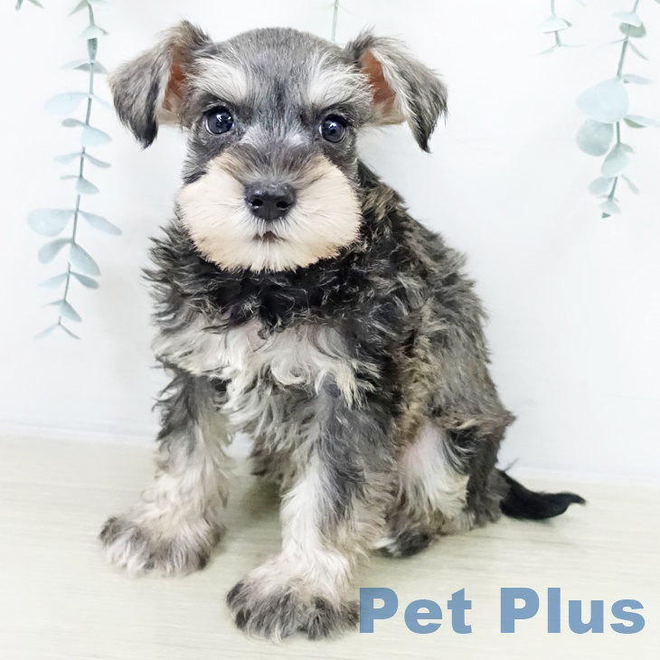 宮城県のミニチュアシュナウザー (ペットプラス 名取店/2025年9月30日生まれ/女の子/ソルトペッパー)の子犬
