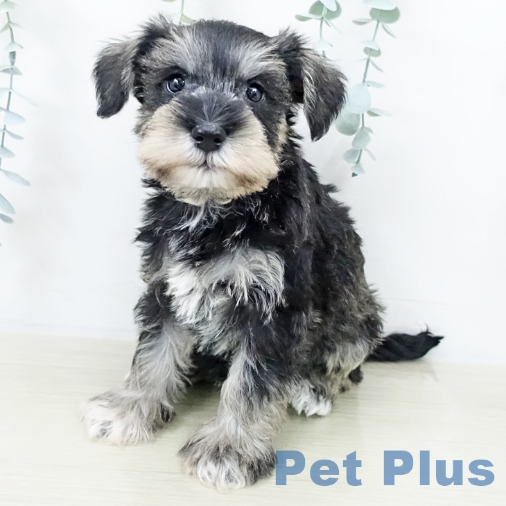 ミニチュア・シュナウザーの写真2