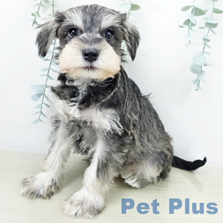 ミニチュア・シュナウザー