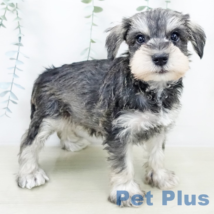 ミニチュア・シュナウザー