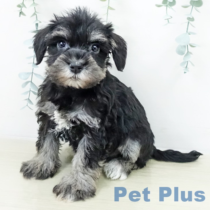 ミニチュア・シュナウザー