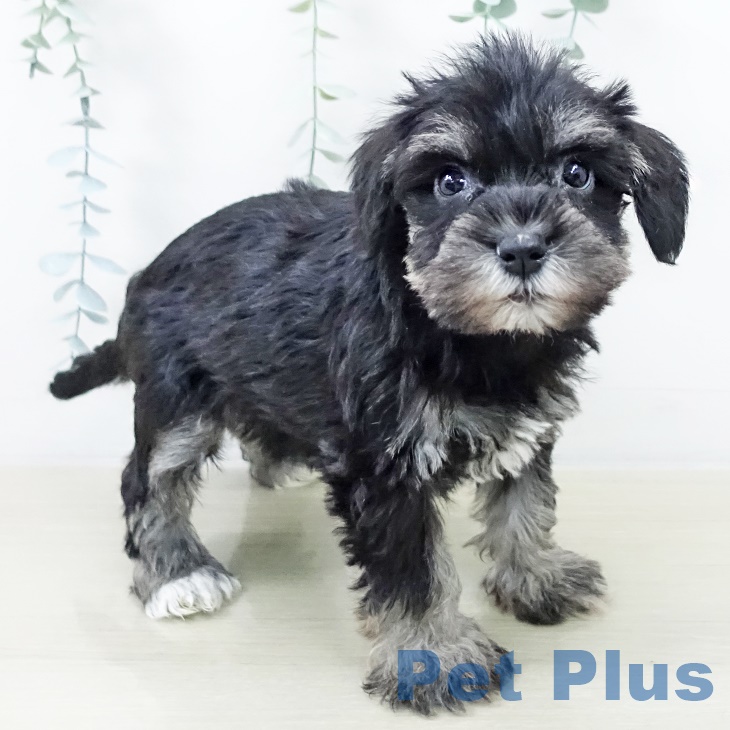 ミニチュア・シュナウザー