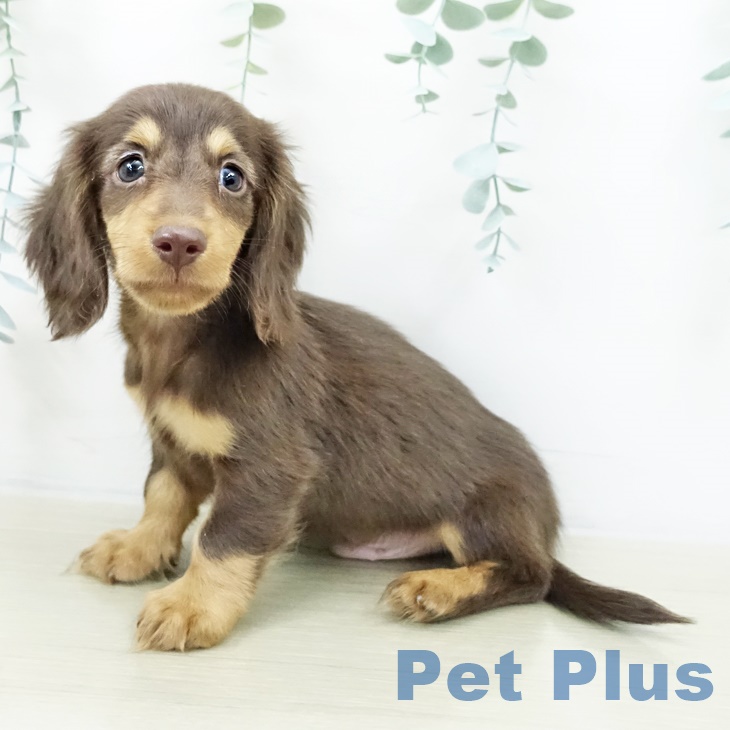 埼玉県のミニチュアダックスフンド(ロング) (ペットプラス ららぽーと富士見店/2025年9月29日生まれ/男の子/チョコレートタン)の子犬の1枚目の画像