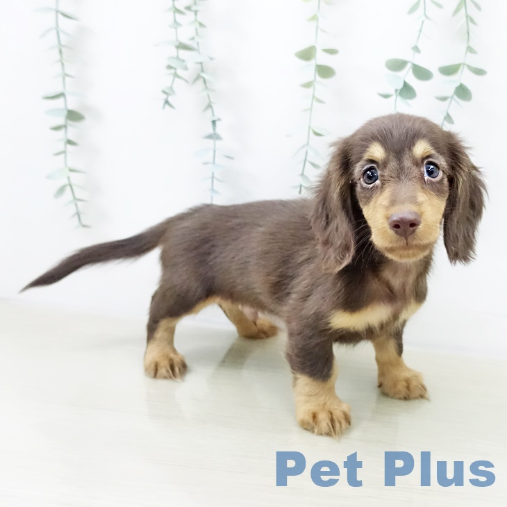 埼玉県のミニチュアダックスフンド(ロング) (ペットプラス ららぽーと富士見店/2025年9月29日生まれ/男の子/チョコレートタン)の子犬の2枚目の画像