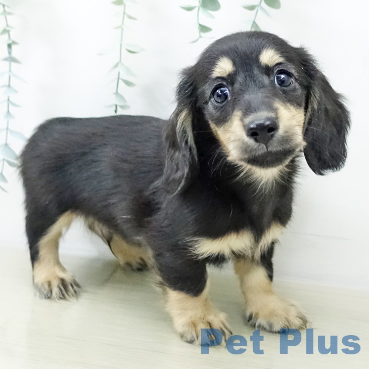 ミニチュア・ダックスフンド