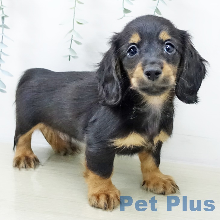 ミニチュア・ダックスフンド