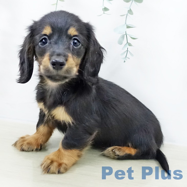 ミニチュア・ダックスフンド