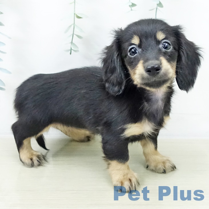 千葉県のミニチュアダックスフンド(ロング) (ペットプラス 成田店/2025年9月29日生まれ/女の子/ブラックタン)の子犬の1枚目の画像