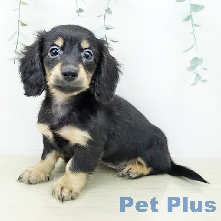 千葉県のミニチュアダックスフンド(ロング) (ペットプラス 成田店/2025年9月29日生まれ/女の子/ブラックタン)の子犬の2枚目の画像