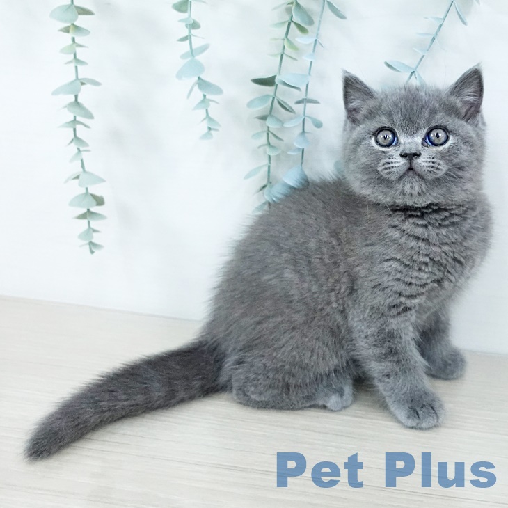 ブリティッシュショートヘア