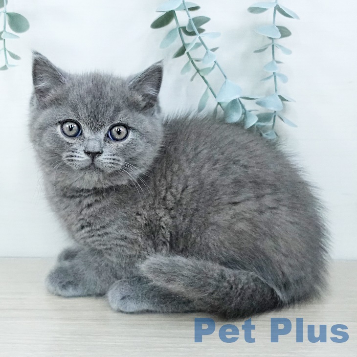 ブリティッシュショートヘアの写真2