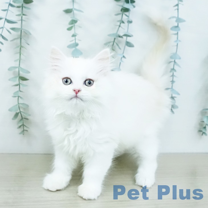 ミヌエットの写真2