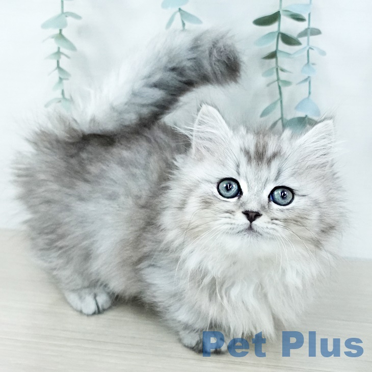 千葉県のミヌエット (ペットプラス 幕張新都心店/2025年9月30日生まれ/男の子/シルバータビー)の子猫の1枚目の画像