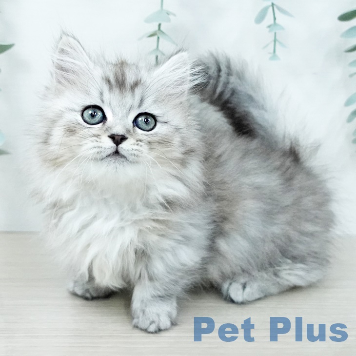 千葉県のミヌエット (ペットプラス 幕張新都心店/2025年9月30日生まれ/男の子/シルバータビー)の子猫の2枚目の画像