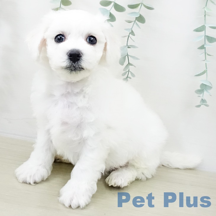 青森県のビションフリーゼ (ペットプラス 青森浜田店/2025年10月1日生まれ/男の子/ホワイト)の子犬