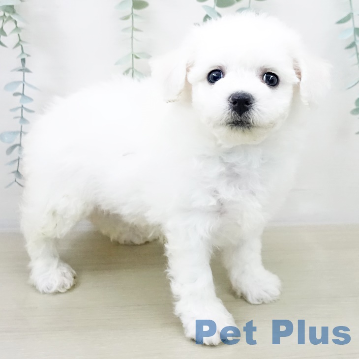 ビション・フリーゼ