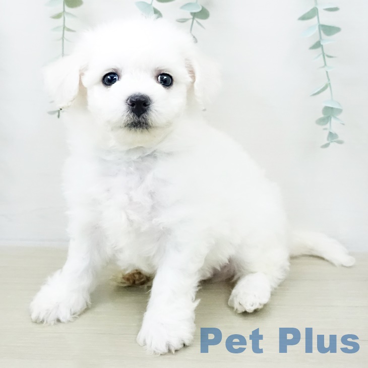 ビション・フリーゼの写真2