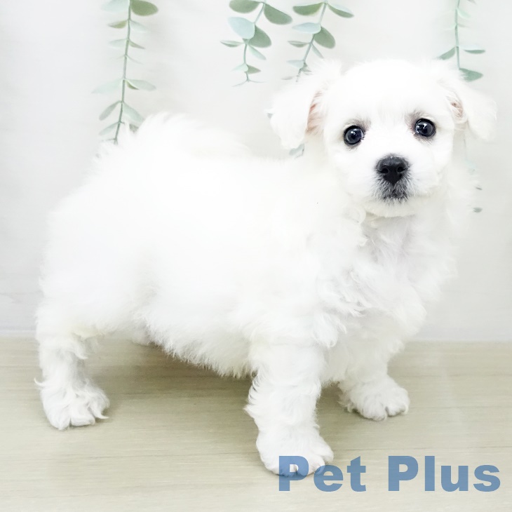 ビション・フリーゼの写真2