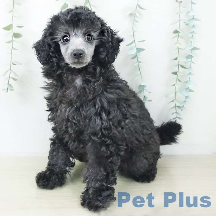 東京都のトイプードル(トイ) (ペットプラス 多摩平の森店/2025年9月29日生まれ/女の子/グレー)の子犬