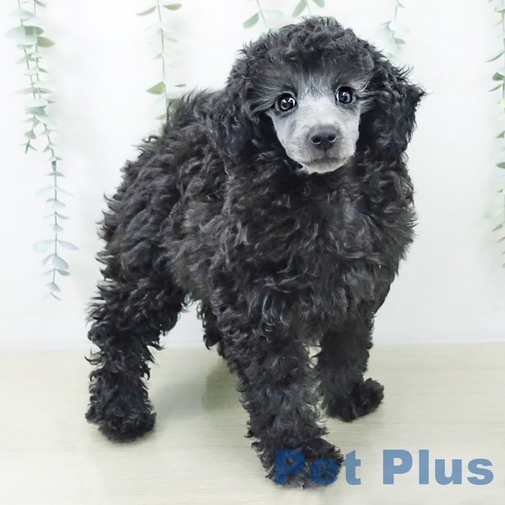 トイ・プードル