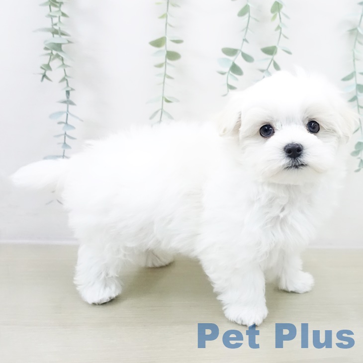 マルチーズの写真2