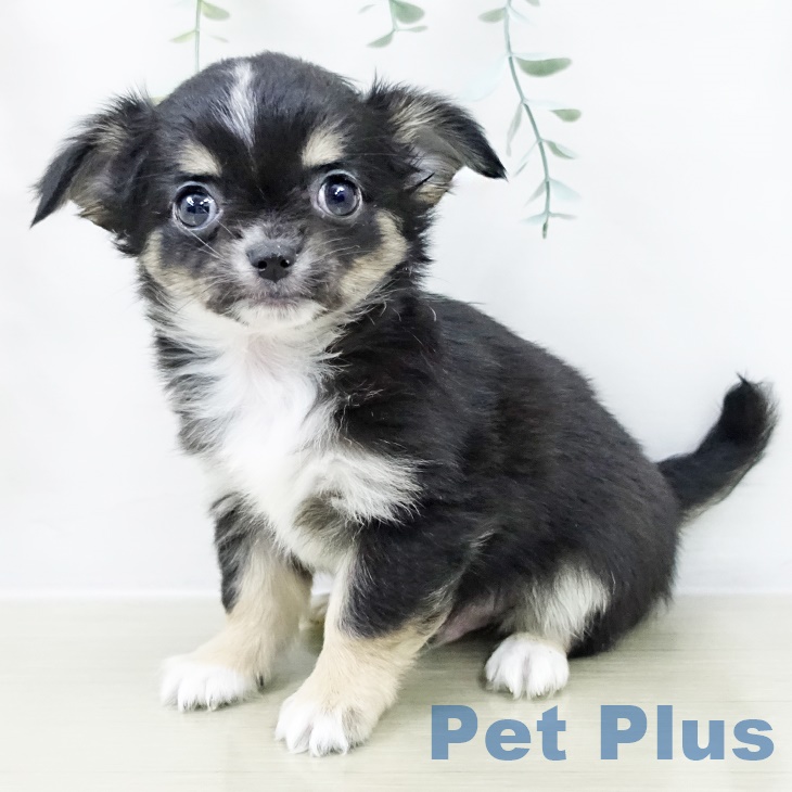 東京都のチワワ(ロング) (ペットプラス 多摩平の森店/2025年9月30日生まれ/男の子/ブラックタンホワイト)の子犬の1枚目の画像