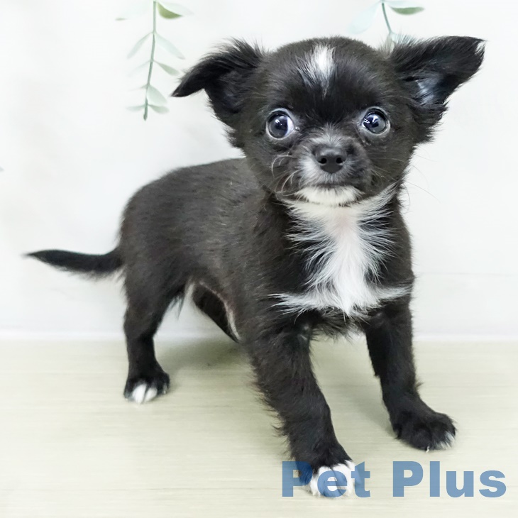 東京都のチワワ(ロング) (ペットプラス 板橋店/2025年10月1日生まれ/男の子/ブラックホワイト)の子犬の1枚目の画像