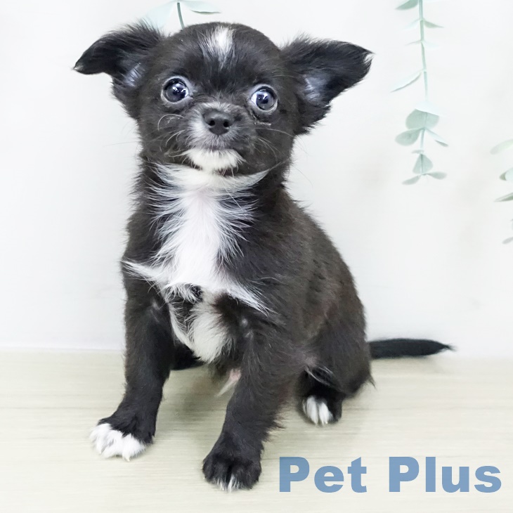 東京都のチワワ(ロング) (ペットプラス 板橋店/2025年10月1日生まれ/男の子/ブラックホワイト)の子犬の2枚目の画像
