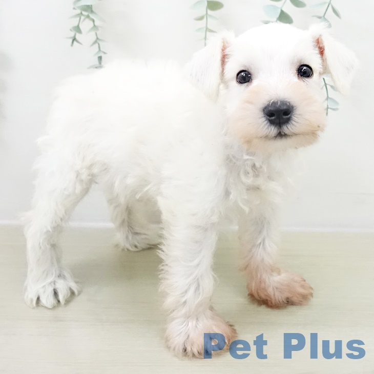 ミニチュア・シュナウザー