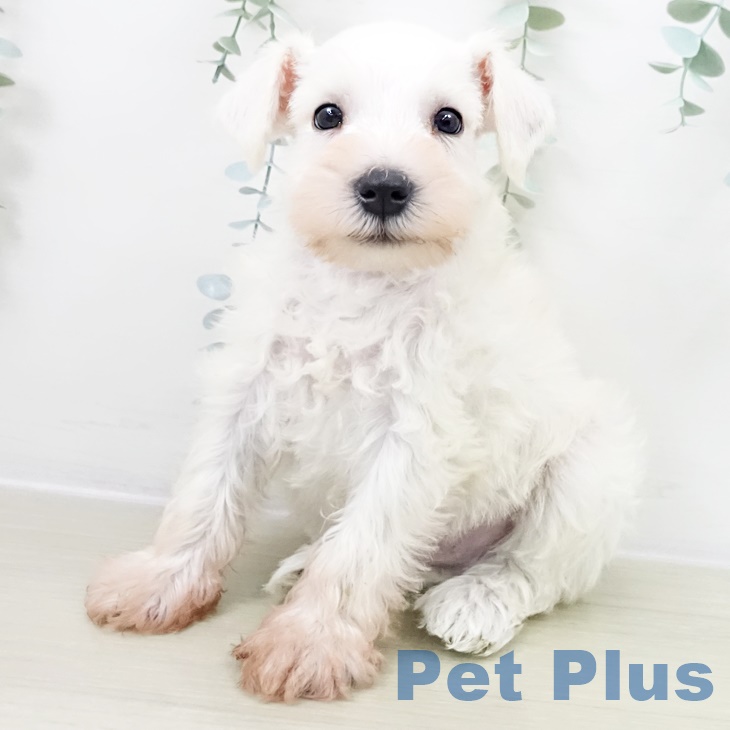 ミニチュア・シュナウザー