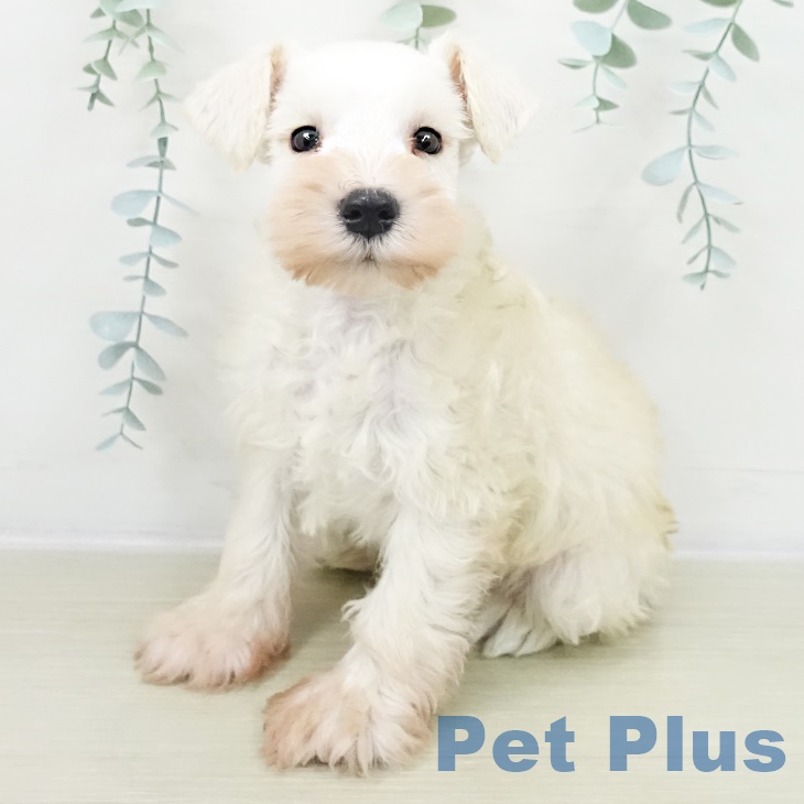 ミニチュア・シュナウザー